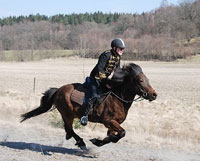 Horse Chiropractic